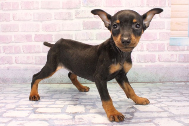 滋賀県のミニチュアピンシャー (Coo&RIKU長浜店/2025年10月28日生まれ/女の子/ブラックタン)の子犬の2枚目の画像