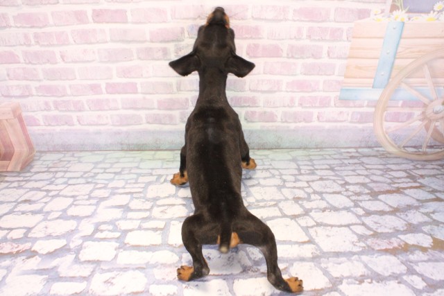 滋賀県のミニチュアピンシャー (Coo&RIKU長浜店/2025年10月28日生まれ/女の子/ブラックタン)の子犬の4枚目の画像