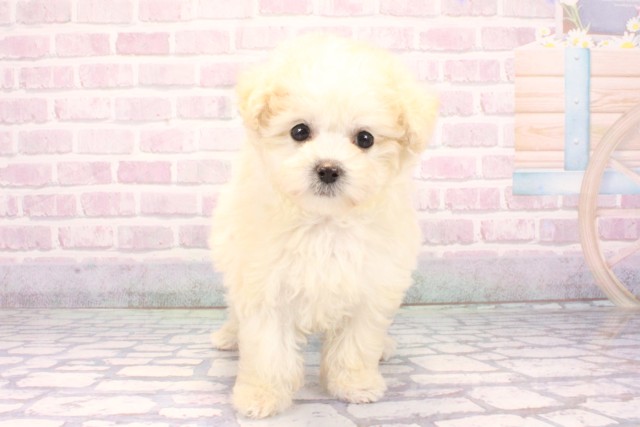 兵庫県のマルプー(マルチーズ×プードル) (Coo&RIKU神戸三宮店/2025年10月30日生まれ/女の子/クリーム)の子犬の1枚目の画像
