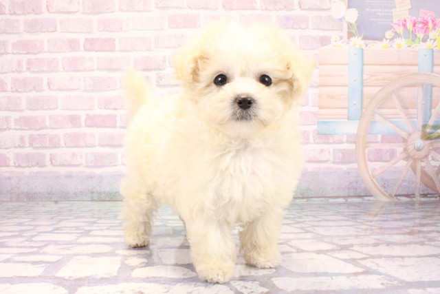 兵庫県のマルプー(マルチーズ×プードル) (Coo&RIKU神戸三宮店/2025年10月30日生まれ/女の子/クリーム)の子犬の2枚目の画像