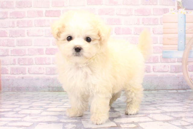 兵庫県のマルプー(マルチーズ×プードル) (Coo&RIKU神戸三宮店/2025年10月30日生まれ/女の子/クリーム)の子犬の3枚目の画像