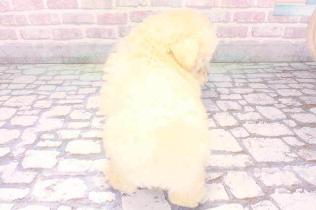 兵庫県のマルプー(マルチーズ×プードル) (Coo&RIKU神戸三宮店/2025年10月30日生まれ/女の子/クリーム)の子犬の4枚目の画像