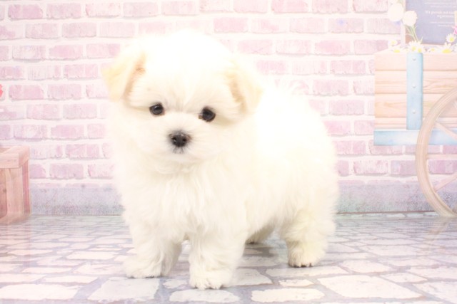 京都府のマルチーズ (Coo&RIKU京都河原町店/2025年10月29日生まれ/男の子/ホワイト)の子犬の2枚目の画像