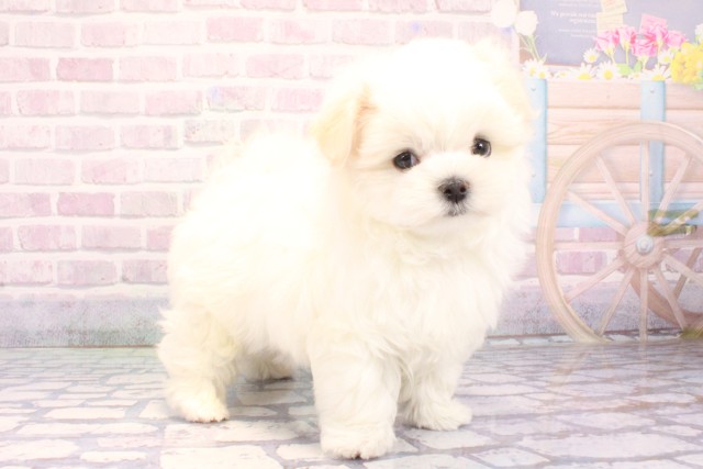 京都府のマルチーズ (Coo&RIKU京都河原町店/2025年10月29日生まれ/男の子/ホワイト)の子犬の3枚目の画像