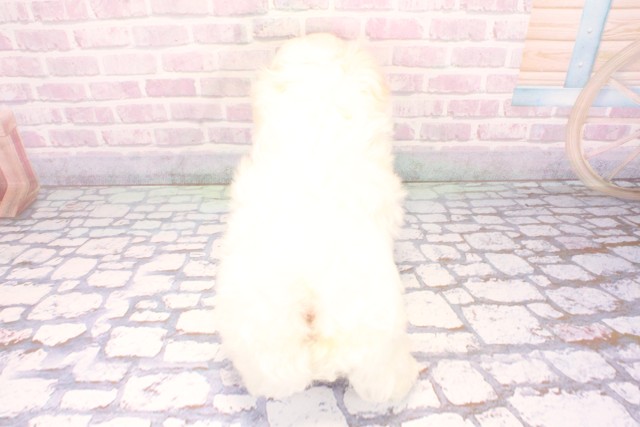 京都府のマルチーズ (Coo&RIKU京都河原町店/2025年10月29日生まれ/男の子/ホワイト)の子犬の4枚目の画像
