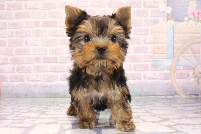 奈良県のヨークシャーテリア (Coo&RIKU奈良富雄南店/2025年10月28日生まれ/男の子/スチールブルータン)の子犬の1枚目の画像