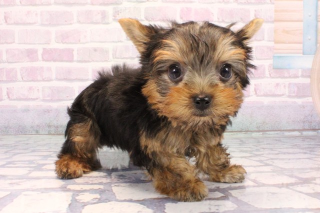 奈良県のヨークシャーテリア (Coo&RIKU奈良富雄南店/2025年10月28日生まれ/男の子/スチールブルータン)の子犬の2枚目の画像