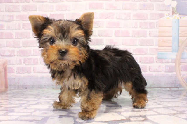 奈良県のヨークシャーテリア (Coo&RIKU奈良富雄南店/2025年10月28日生まれ/男の子/スチールブルータン)の子犬の3枚目の画像