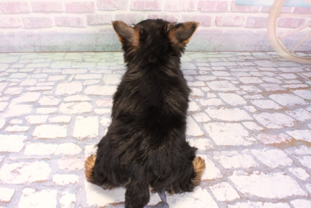 奈良県のヨークシャーテリア (Coo&RIKU奈良富雄南店/2025年10月28日生まれ/男の子/スチールブルータン)の子犬の4枚目の画像