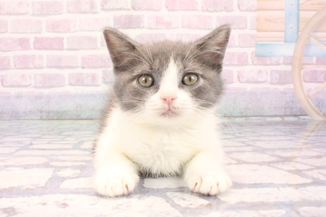 ブリティッシュショートヘアー