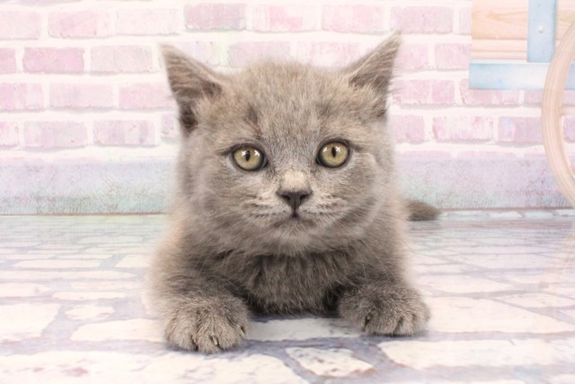 ブリティッシュショートヘアー