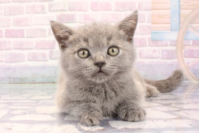 ブリティッシュショートヘアー