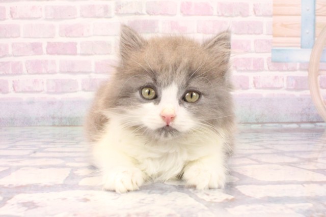 兵庫県のブリティッシュロングヘアー (Coo&RIKU神戸東灘店/2025年10月28日生まれ/男の子/ブルーホワイト)の子猫の1枚目の画像