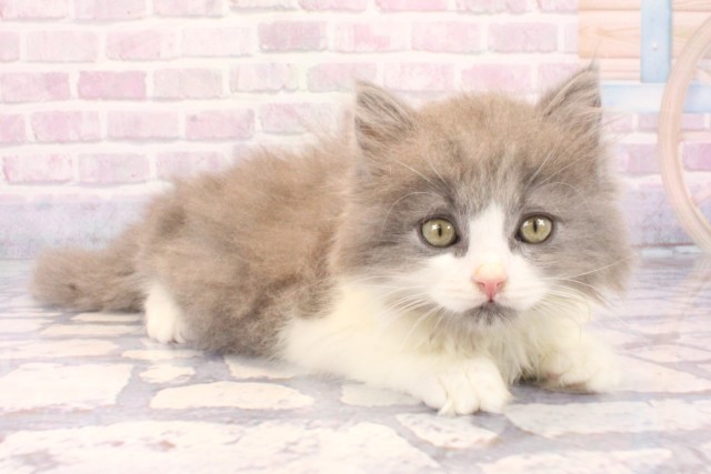 兵庫県のブリティッシュロングヘアー (Coo&RIKU神戸東灘店/2025年10月28日生まれ/男の子/ブルーホワイト)の子猫の2枚目の画像