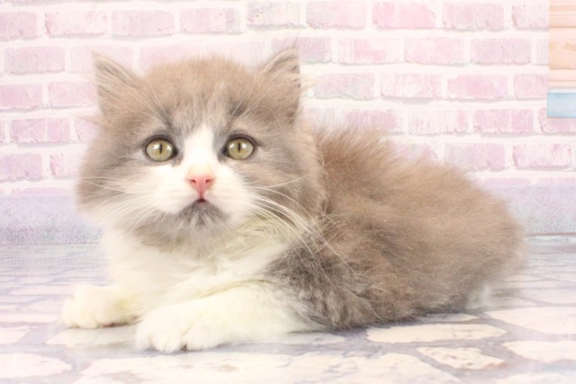 兵庫県のブリティッシュロングヘアー (Coo&RIKU神戸東灘店/2025年10月28日生まれ/男の子/ブルーホワイト)の子猫の3枚目の画像