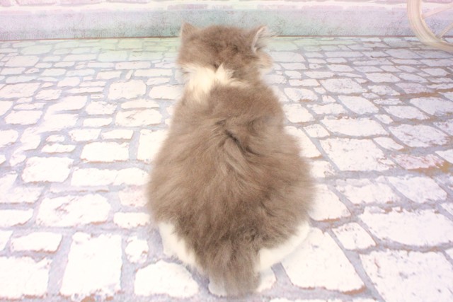 兵庫県のブリティッシュロングヘアー (Coo&RIKU神戸東灘店/2025年10月28日生まれ/男の子/ブルーホワイト)の子猫の4枚目の画像