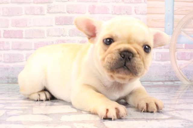 兵庫県のフレンチブルドッグ (Coo&RIKU三木店/2025年10月28日生まれ/女の子/クリーム)の子犬の2枚目の画像