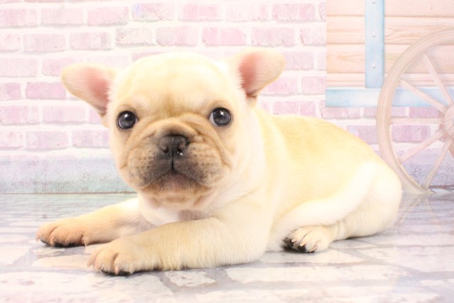 兵庫県のフレンチブルドッグ (Coo&RIKU三木店/2025年10月28日生まれ/女の子/クリーム)の子犬の3枚目の画像