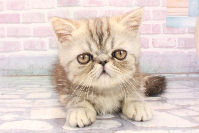 兵庫県のエキゾチック (Coo&RIKU尼崎店/2025年10月29日生まれ/男の子/シルバータビー)の子猫の1枚目の画像