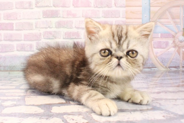 兵庫県のエキゾチック (Coo&RIKU尼崎店/2025年10月29日生まれ/男の子/シルバータビー)の子猫の2枚目の画像