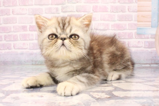 兵庫県のエキゾチック (Coo&RIKU尼崎店/2025年10月29日生まれ/男の子/シルバータビー)の子猫の3枚目の画像