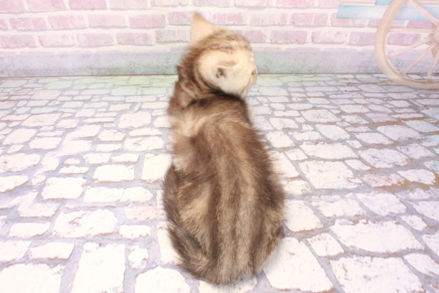 兵庫県のエキゾチック (Coo&RIKU尼崎店/2025年10月29日生まれ/男の子/シルバータビー)の子猫の4枚目の画像