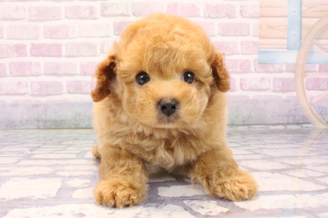 大阪府のトイプードル(トイ) (Coo&RIKU心斎橋店/2025年10月27日生まれ/男の子/オレンジフォーン)の子犬の1枚目の画像