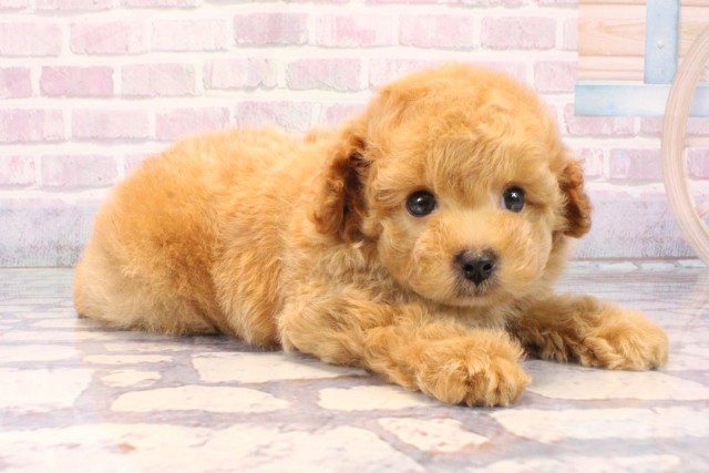 大阪府のトイプードル(トイ) (Coo&RIKU心斎橋店/2025年10月27日生まれ/男の子/オレンジフォーン)の子犬の2枚目の画像