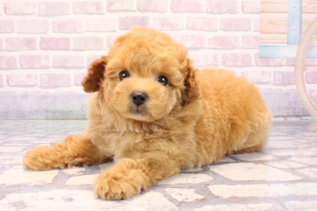 大阪府のトイプードル(トイ) (Coo&RIKU心斎橋店/2025年10月27日生まれ/男の子/オレンジフォーン)の子犬の3枚目の画像