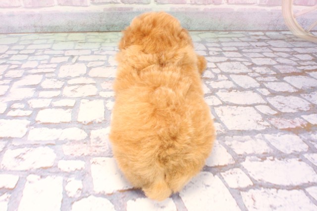 大阪府のトイプードル(トイ) (Coo&RIKU心斎橋店/2025年10月27日生まれ/男の子/オレンジフォーン)の子犬の4枚目の画像