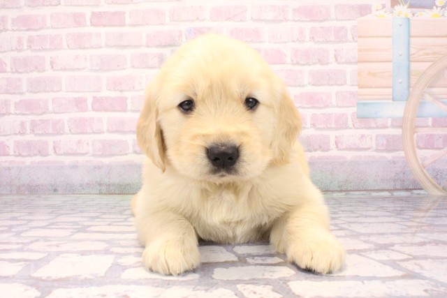 大阪府のゴールデンレトリバー (Coo&RIKU寝屋川店/2025年10月29日生まれ/男の子/ゴールデン)の子犬の1枚目の画像