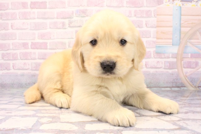 大阪府のゴールデンレトリバー (Coo&RIKU寝屋川店/2025年10月29日生まれ/男の子/ゴールデン)の子犬の2枚目の画像