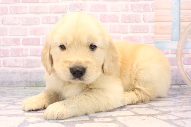 大阪府のゴールデンレトリバー (Coo&RIKU寝屋川店/2025年10月29日生まれ/男の子/ゴールデン)の子犬の3枚目の画像