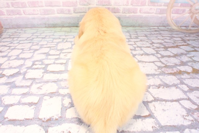 大阪府のゴールデンレトリバー (Coo&RIKU寝屋川店/2025年10月29日生まれ/男の子/ゴールデン)の子犬の4枚目の画像