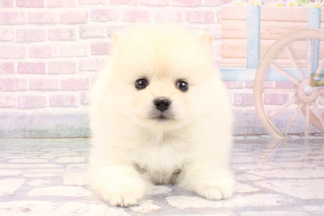 大阪府のポメラニアン (Coo&RIKU枚方店/2025年10月30日生まれ/男の子/クリーム)の子犬の1枚目の画像