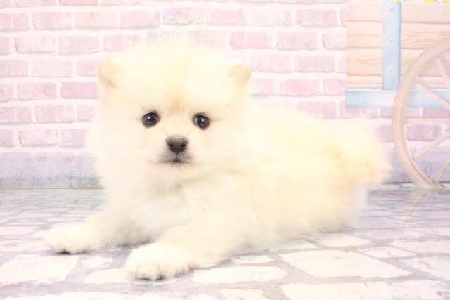 大阪府のポメラニアン (Coo&RIKU枚方店/2025年10月30日生まれ/男の子/クリーム)の子犬の3枚目の画像