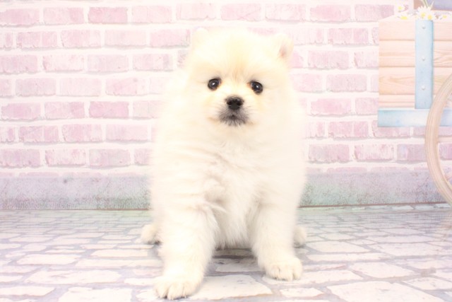 兵庫県のポメラニアン (Coo&RIKU三木店/2025年10月30日生まれ/男の子/クリーム)の子犬の1枚目の画像