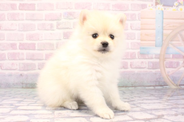 兵庫県のポメラニアン (Coo&RIKU三木店/2025年10月30日生まれ/男の子/クリーム)の子犬の2枚目の画像