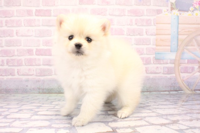 兵庫県のポメラニアン (Coo&RIKU三木店/2025年10月30日生まれ/男の子/クリーム)の子犬の3枚目の画像