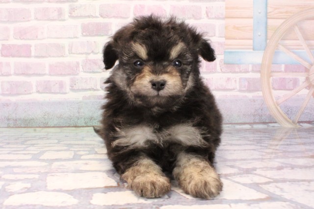 大阪府のポメプー(ポメラニアン×プードル) (Coo&RIKU松原店/2025年10月28日生まれ/女の子/ブラックタン)の子犬の1枚目の画像