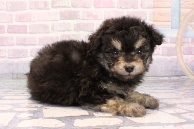 大阪府のポメプー(ポメラニアン×プードル) (Coo&RIKU松原店/2025年10月28日生まれ/女の子/ブラックタン)の子犬の2枚目の画像