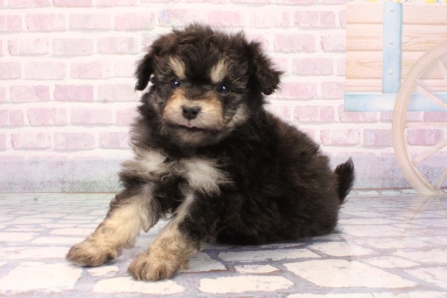 大阪府のポメプー(ポメラニアン×プードル) (Coo&RIKU松原店/2025年10月28日生まれ/女の子/ブラックタン)の子犬の3枚目の画像