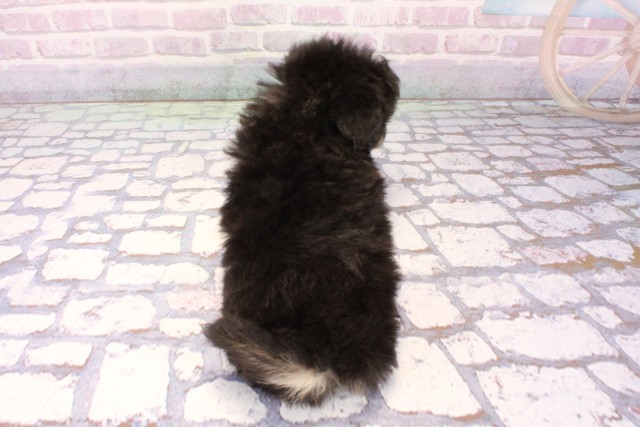 大阪府のポメプー(ポメラニアン×プードル) (Coo&RIKU松原店/2025年10月28日生まれ/女の子/ブラックタン)の子犬の4枚目の画像