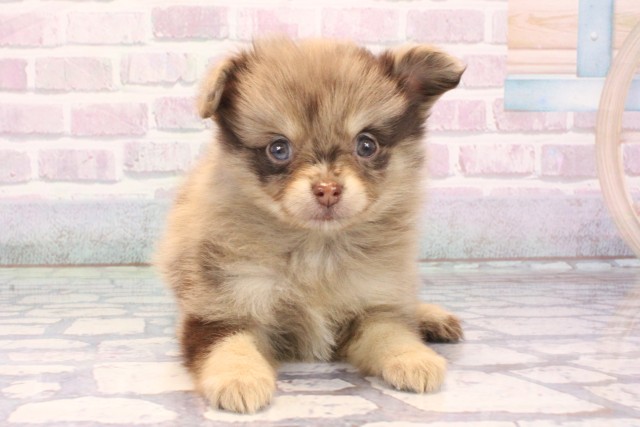 京都府のハーフ犬・ミックス犬 (Coo&RIKU京都河原町店/2025年10月30日生まれ/女の子/チョコレートマール)の子犬の1枚目の画像