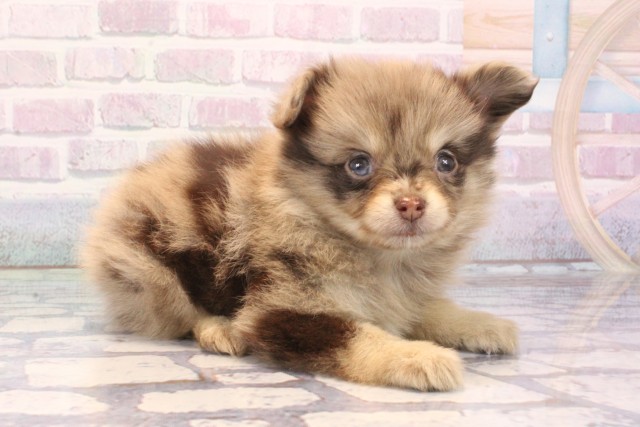 京都府のハーフ犬・ミックス犬 (Coo&RIKU京都河原町店/2025年10月30日生まれ/女の子/チョコレートマール)の子犬の2枚目の画像