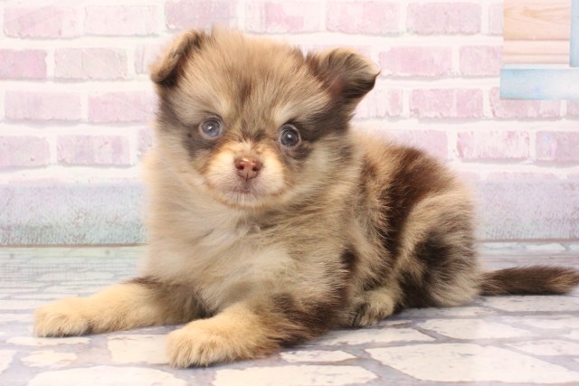 京都府のハーフ犬・ミックス犬 (Coo&RIKU京都河原町店/2025年10月30日生まれ/女の子/チョコレートマール)の子犬の3枚目の画像