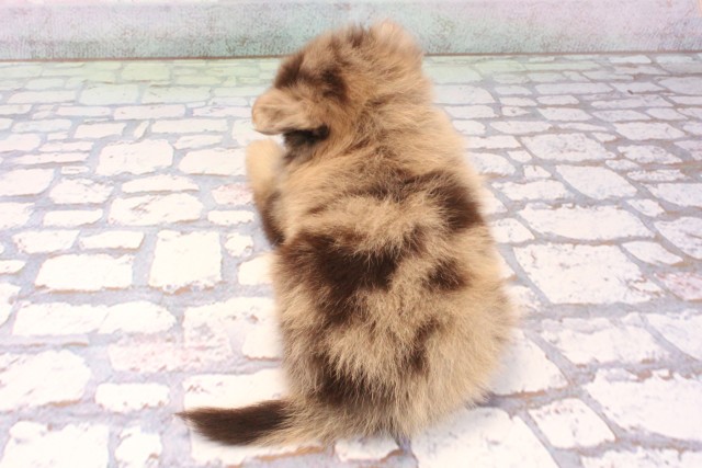 京都府のハーフ犬・ミックス犬 (Coo&RIKU京都河原町店/2025年10月30日生まれ/女の子/チョコレートマール)の子犬の4枚目の画像