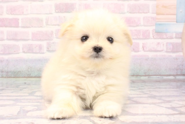 大阪府のポメマル/マルポメ(ポメラニアン×マルチーズ) (Coo&RIKU心斎橋店/2025年10月29日生まれ/女の子/ホワイト)の子犬の1枚目の画像
