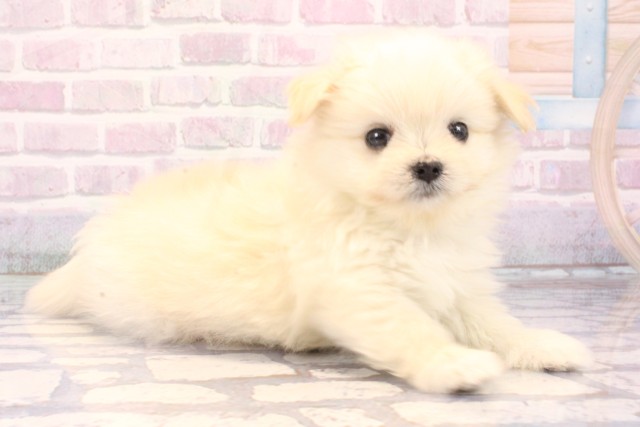 大阪府のポメマル/マルポメ(ポメラニアン×マルチーズ) (Coo&RIKU心斎橋店/2025年10月29日生まれ/女の子/ホワイト)の子犬の2枚目の画像