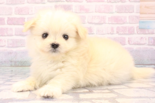 大阪府のポメマル/マルポメ(ポメラニアン×マルチーズ) (Coo&RIKU心斎橋店/2025年10月29日生まれ/女の子/ホワイト)の子犬の3枚目の画像